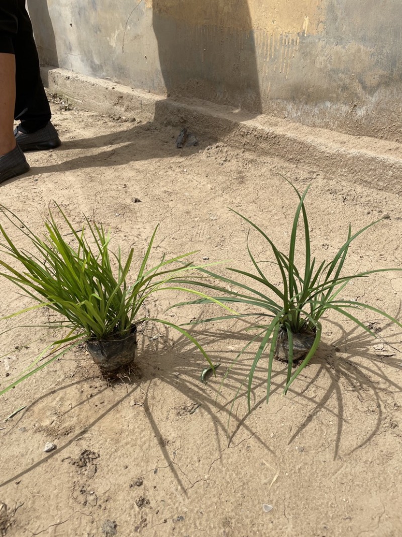百子莲批发，百子莲种植基地