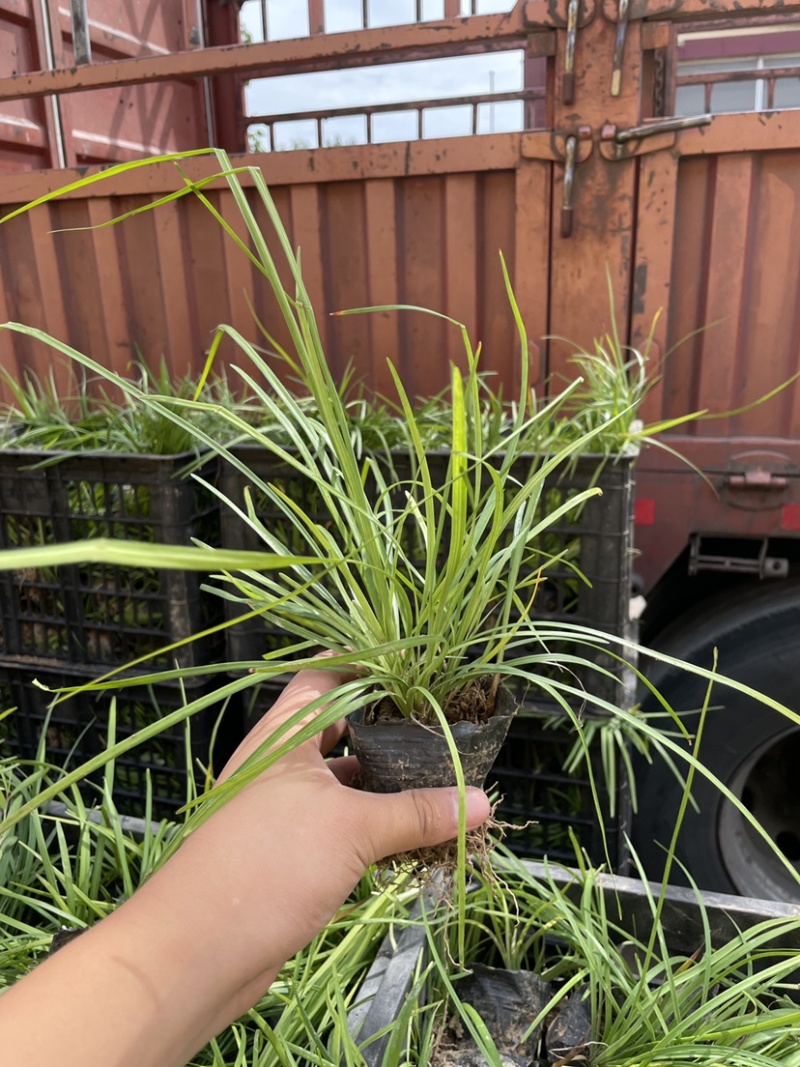 百子莲批发，百子莲种植基地