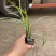 百子莲批发，百子莲种植基地