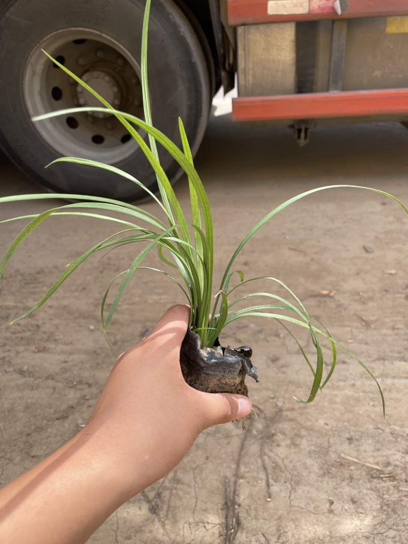 百子莲批发，百子莲种植基地