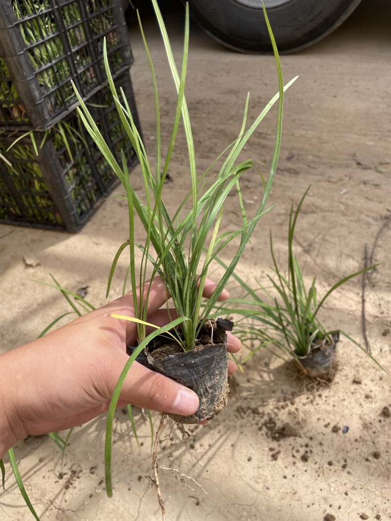 百子莲批发，百子莲种植基地