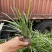 百子莲批发，百子莲种植基地