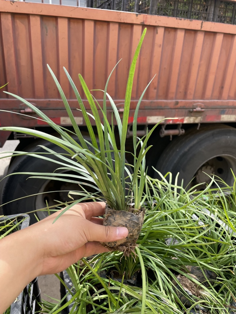 百子莲批发，百子莲种植基地