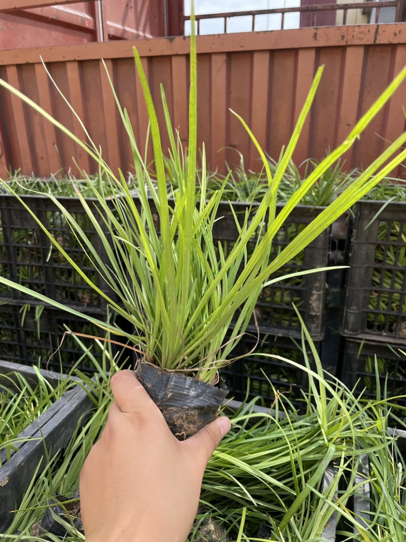 百子莲批发，百子莲种植基地