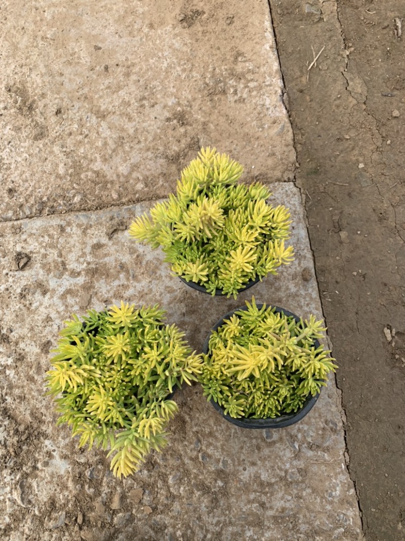 金叶佛甲草，佛甲草，佛甲草种植基地。