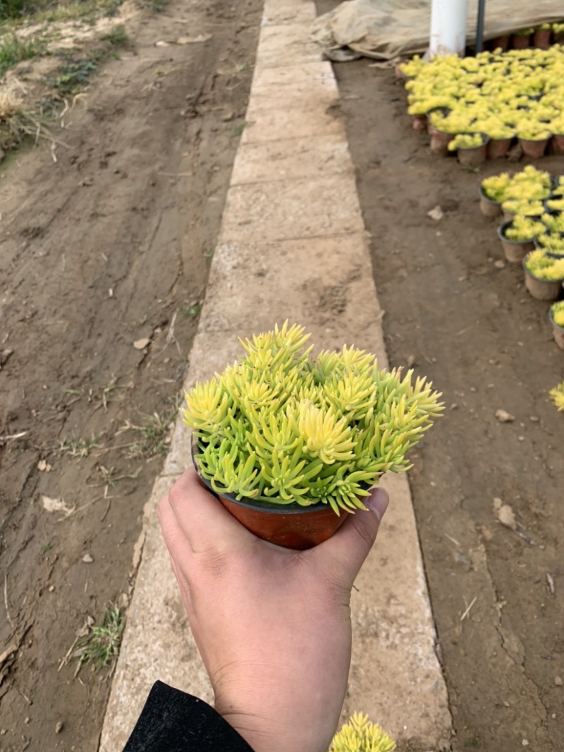 金叶佛甲草，佛甲草，佛甲草种植基地。