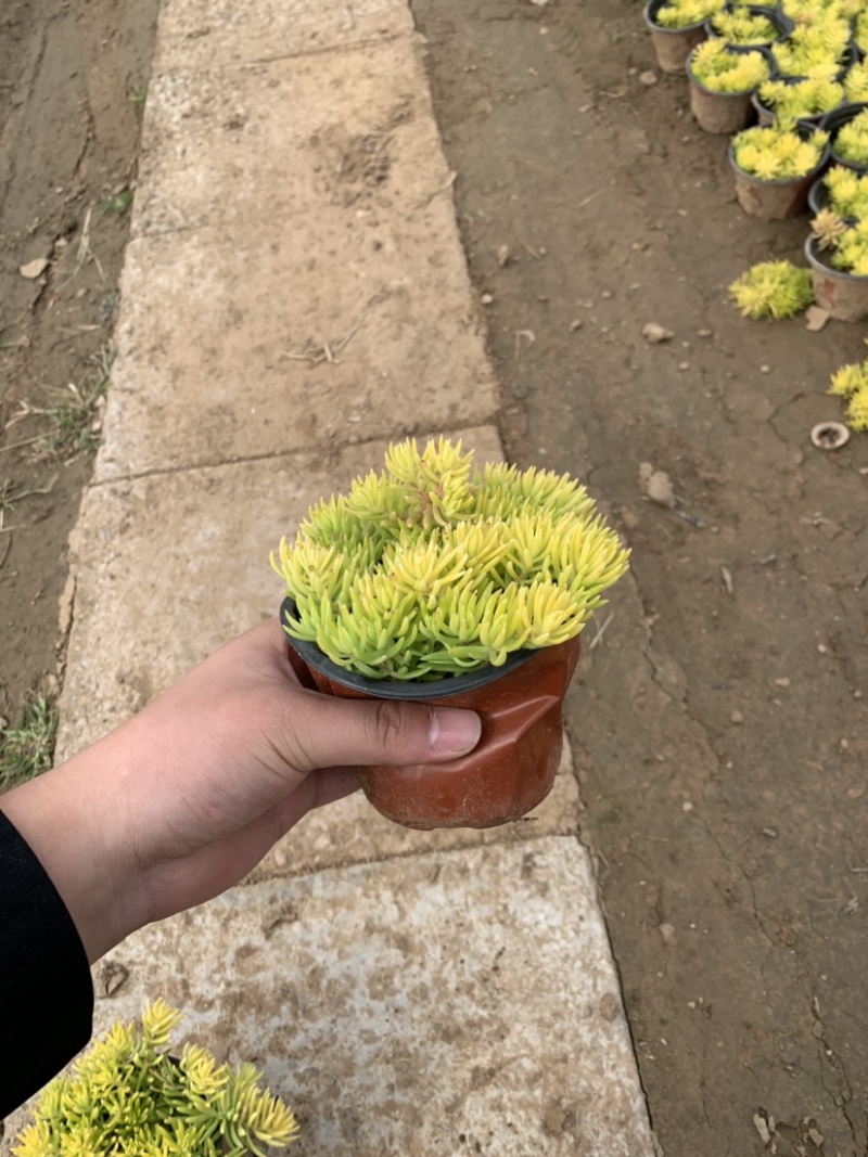 金叶佛甲草，佛甲草，佛甲草种植基地。