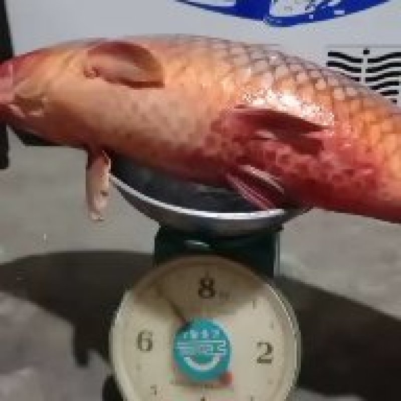 龙羊三文鱼