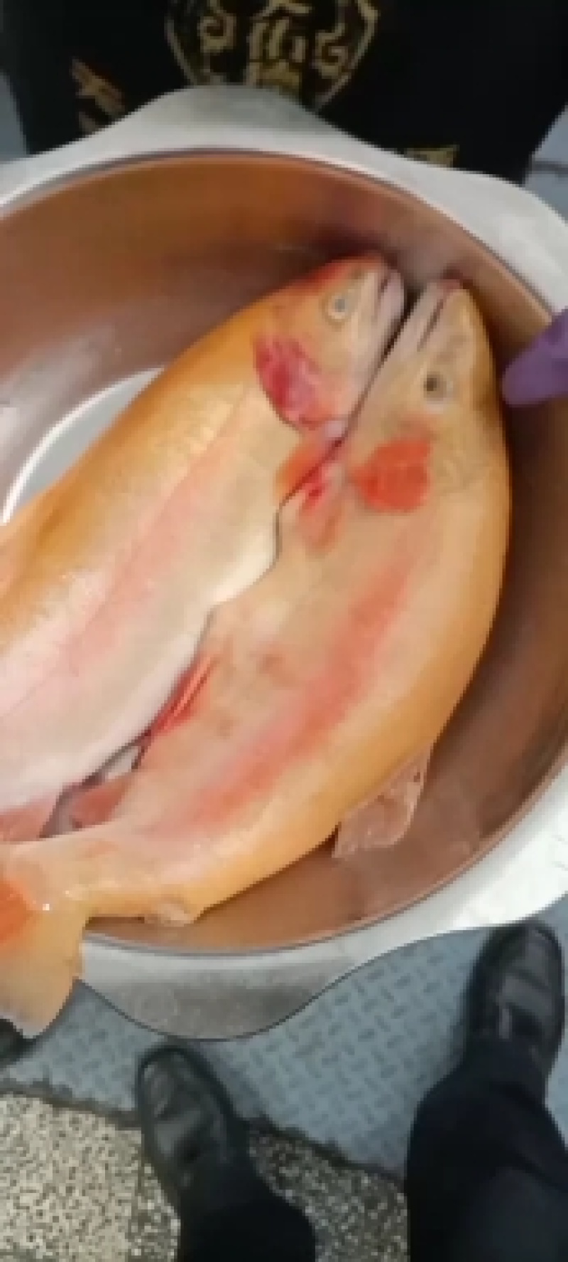 龙羊三文鱼
