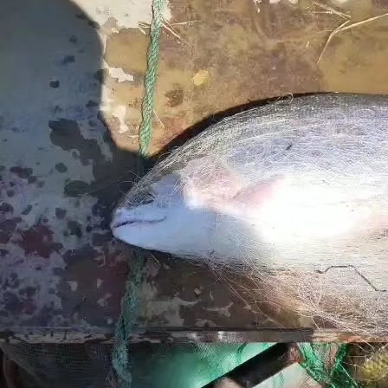 龙羊三文鱼
