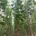 【荐】杨树苗大量现货易生长规格齐全走货方便