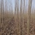 【荐】杨树苗大量现货易生长规格齐全走货方便