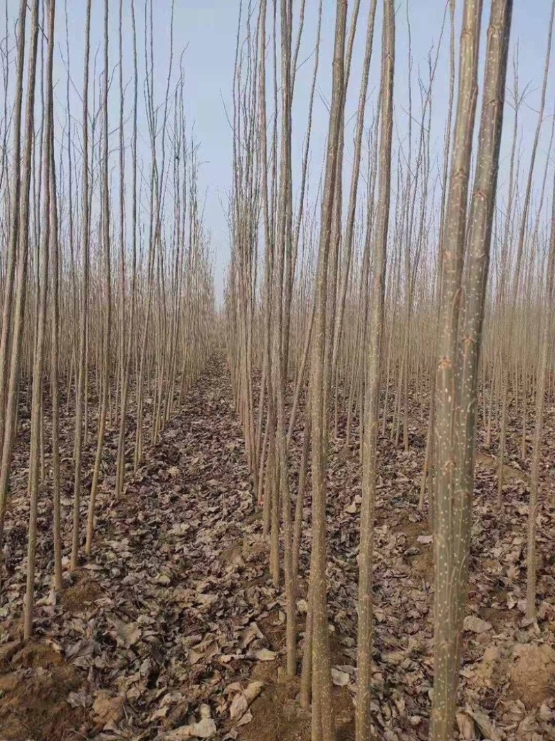 【荐】杨树苗大量现货易生长规格齐全走货方便