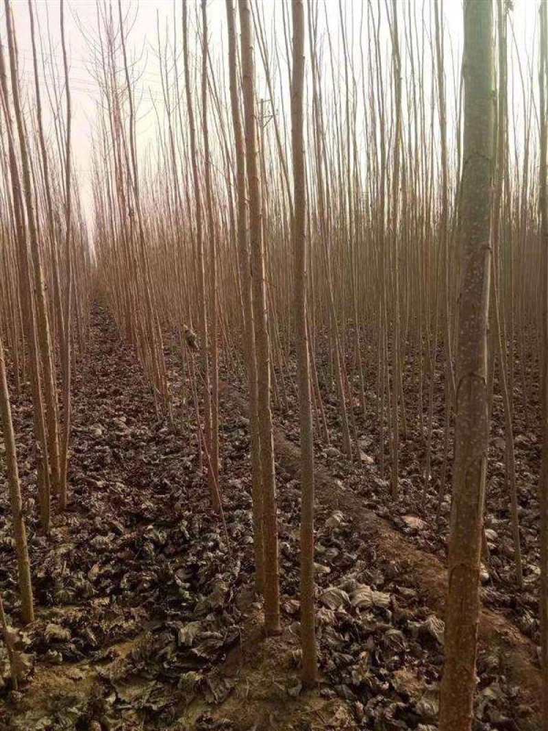 【荐】杨树苗大量现货易生长规格齐全走货方便