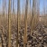 【荐】杨树苗大量现货易生长规格齐全走货方便
