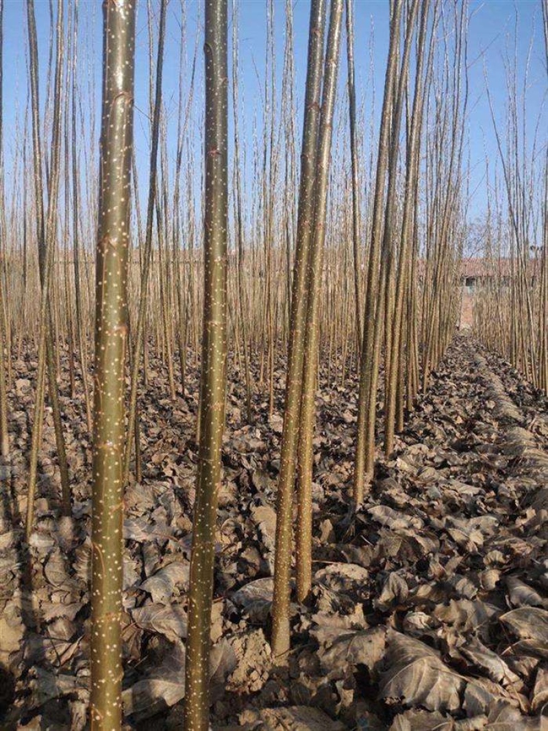 【荐】杨树苗大量现货易生长规格齐全走货方便