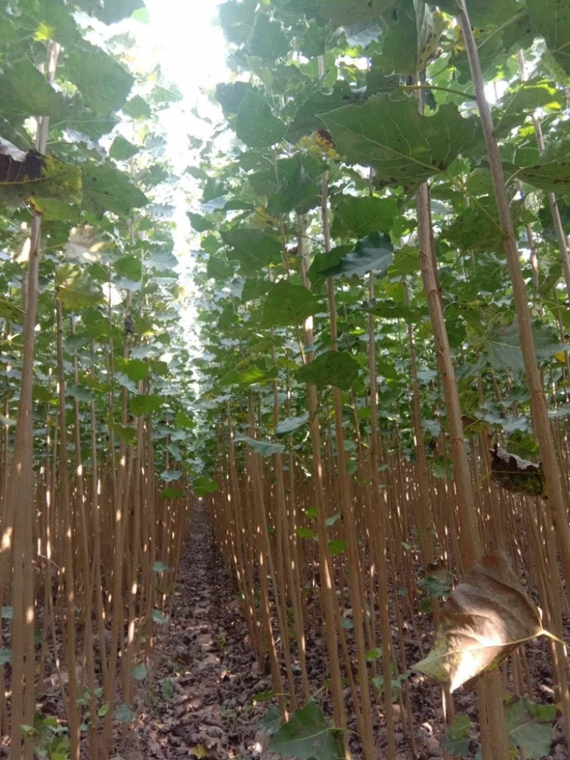 【荐】杨树苗大量现货易生长规格齐全走货方便