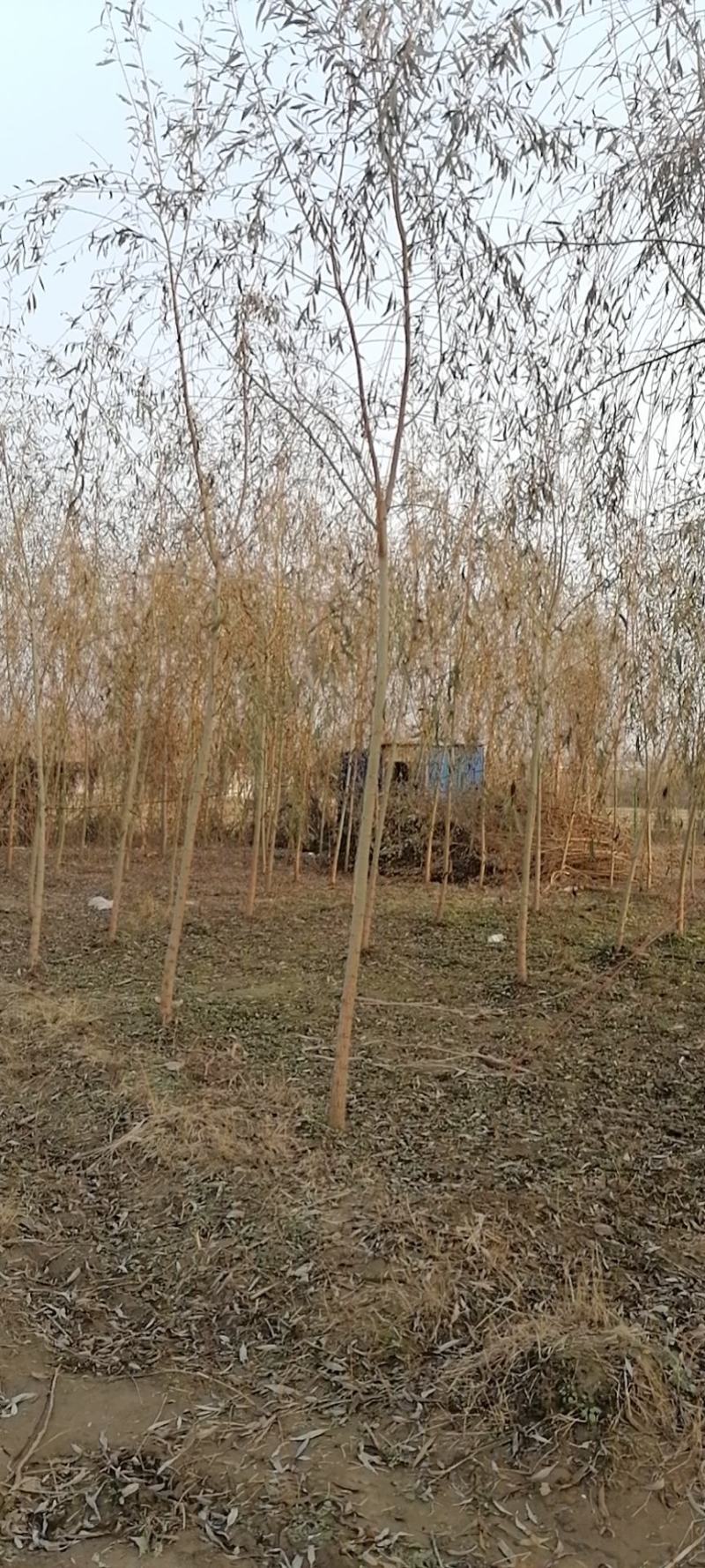 金丝垂柳大量供应中，基地直供，价格优惠，欢迎咨询