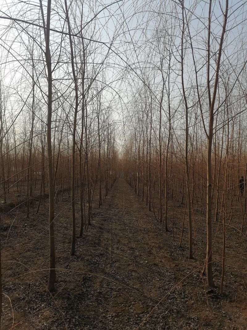 金丝垂柳大量供应中，基地直供，价格优惠，欢迎咨询