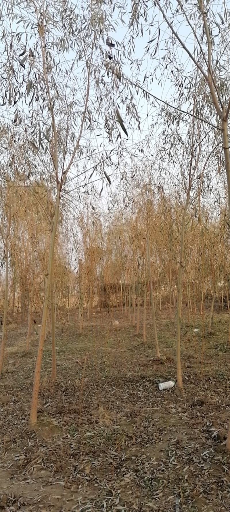金丝垂柳大量供应中，基地直供，价格优惠，欢迎咨询