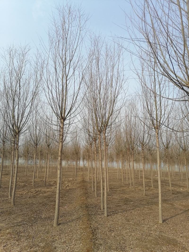 金丝垂柳大量供应中，基地直供，价格优惠，欢迎咨询