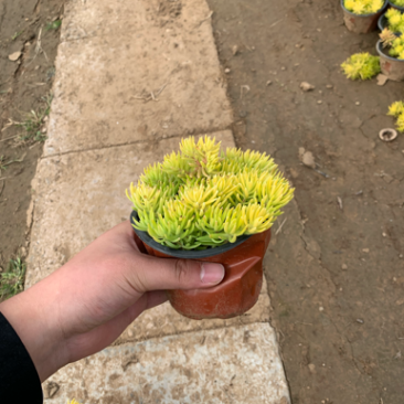 金叶佛甲草，佛甲草，佛甲草种植基地。
