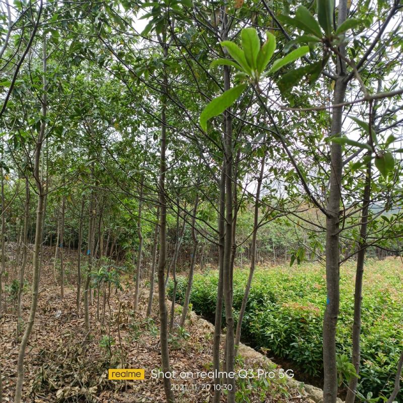 木荷