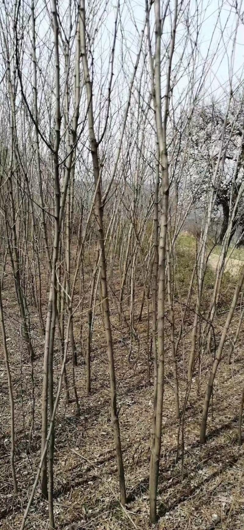 2-3-4-5-5-6-8公分刺槐量大大量刺槐树供应，价