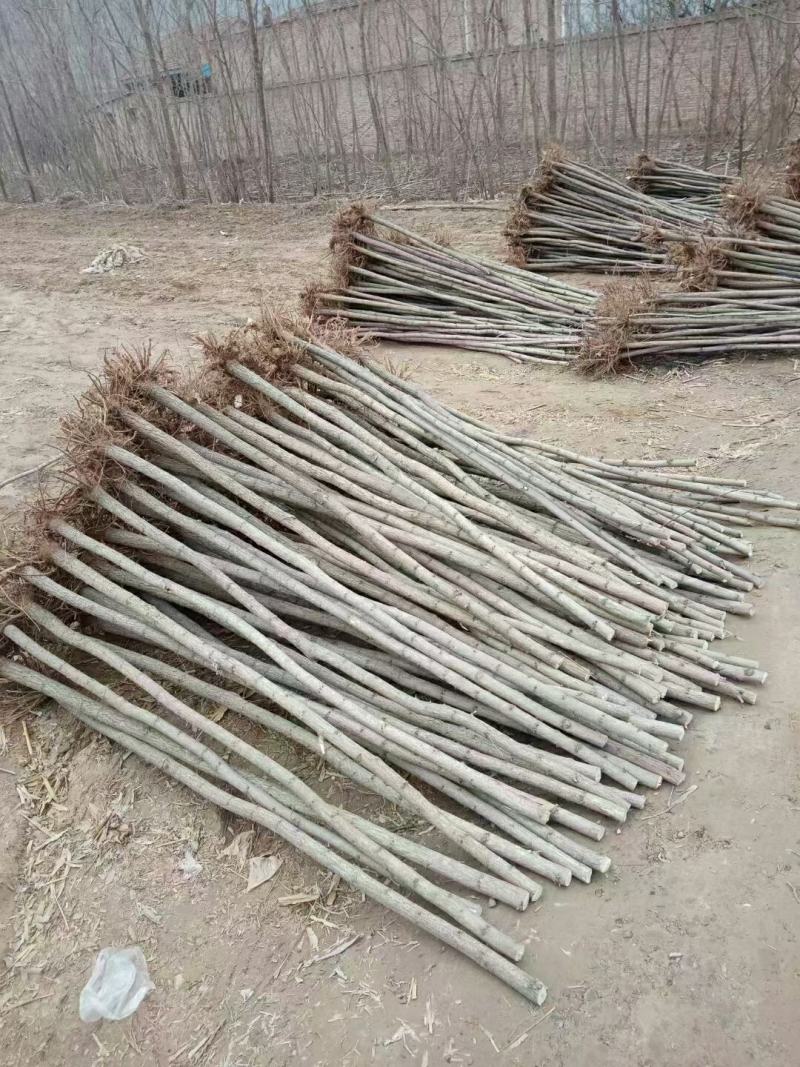 2-3-4-5-5-6-8公分刺槐量大大量刺槐树供应，价