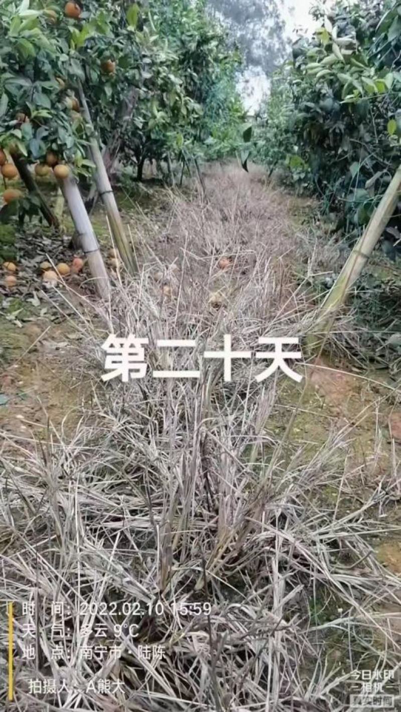 敌草快二氯盐，看的见的效果，正规产品可上柜，欢迎选购。