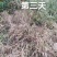 敌草快二氯盐，看的见的效果，正规产品可上柜，欢迎选购。
