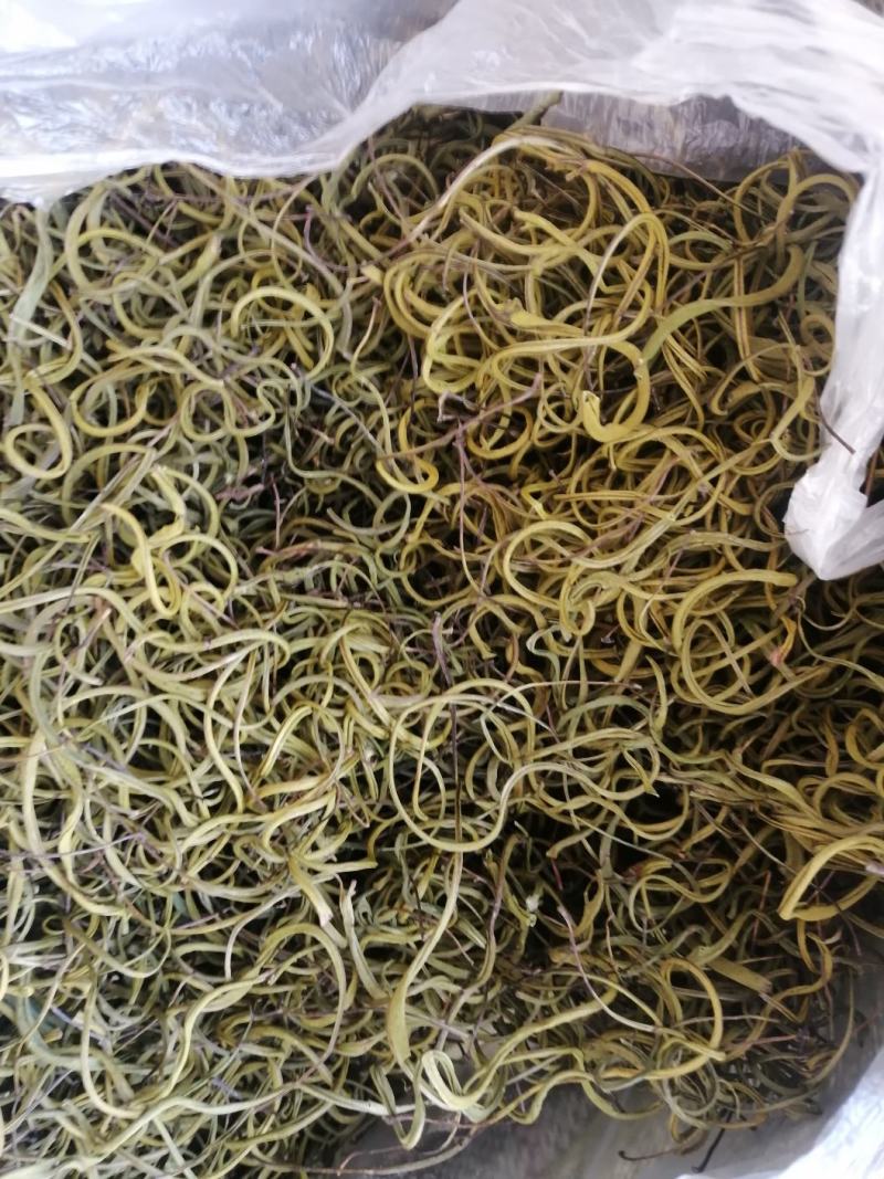 长白山肾精茶也叫化石草支持线上保障交易，批发零售