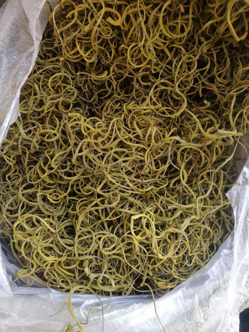 长白山肾精茶也叫化石草支持线上保障交易，批发零售