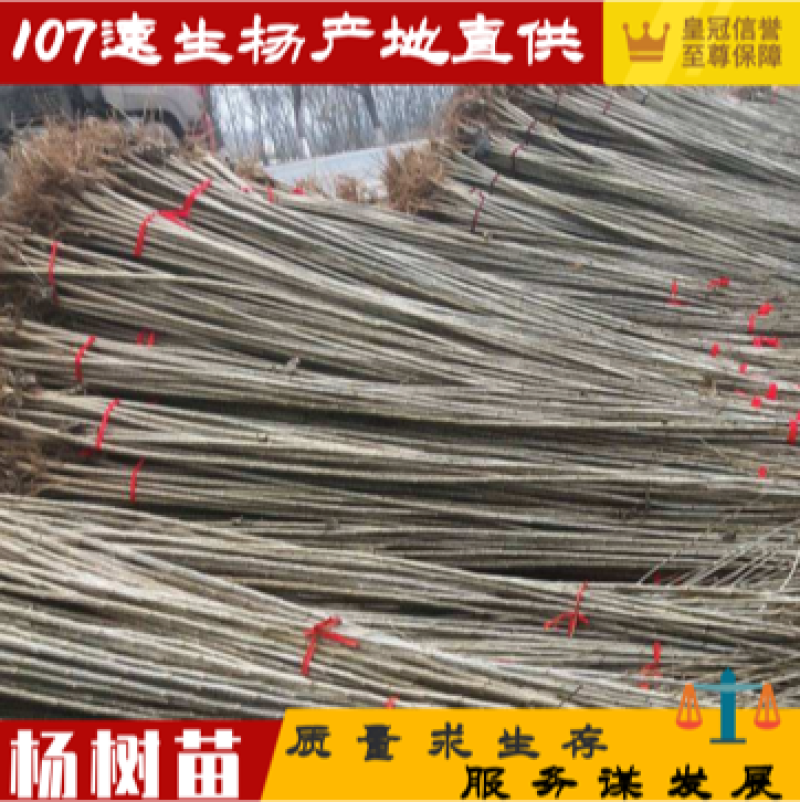 【荐】杨树苗大量现货易生长规格齐全走货方便