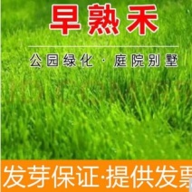 早熟禾草坪种子四季常青耐践踏庭院别墅绿化低矮免修剪耐旱