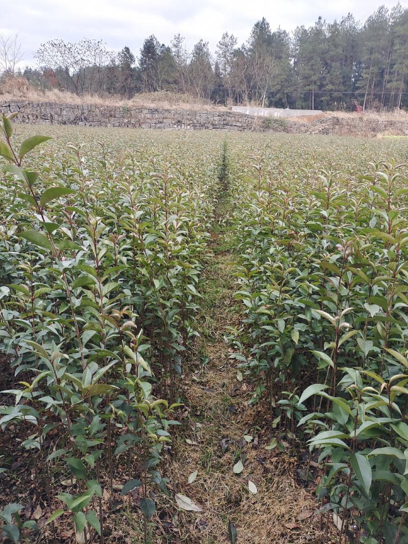 女贞苗，大叶女贞苗，1～2年苗，基地直销