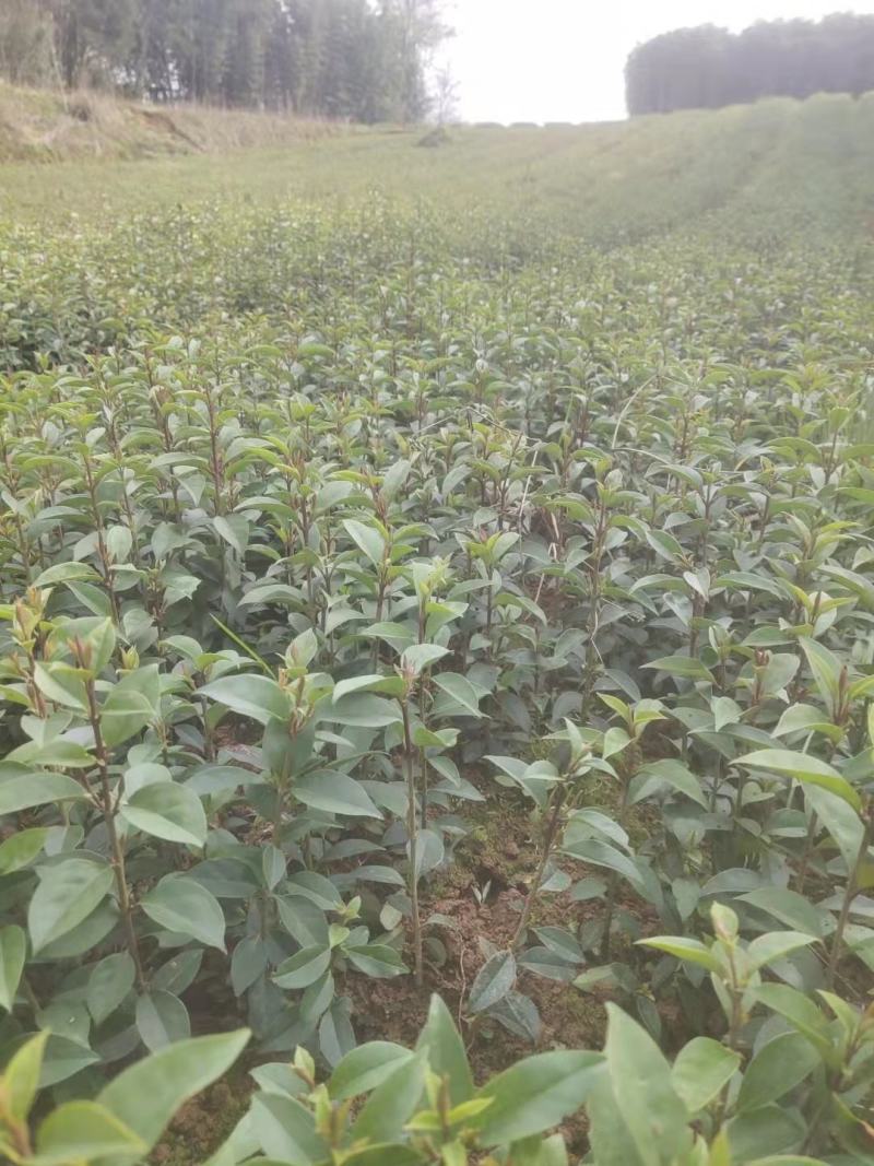 女贞苗，大叶女贞苗，1～2年苗，基地直销