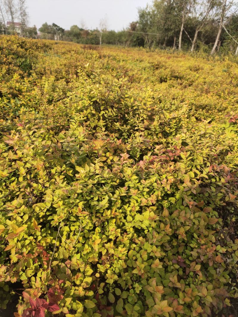 绣线菊，金山绣线菊，红花绣线菊，金焰绣线菊，麻叶绣线菊