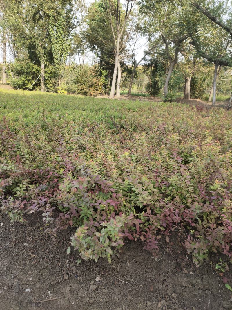 绣线菊，金山绣线菊，红花绣线菊，金焰绣线菊，麻叶绣线菊