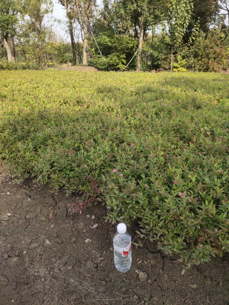 绣线菊，金山绣线菊，红花绣线菊，金焰绣线菊，麻叶绣线菊