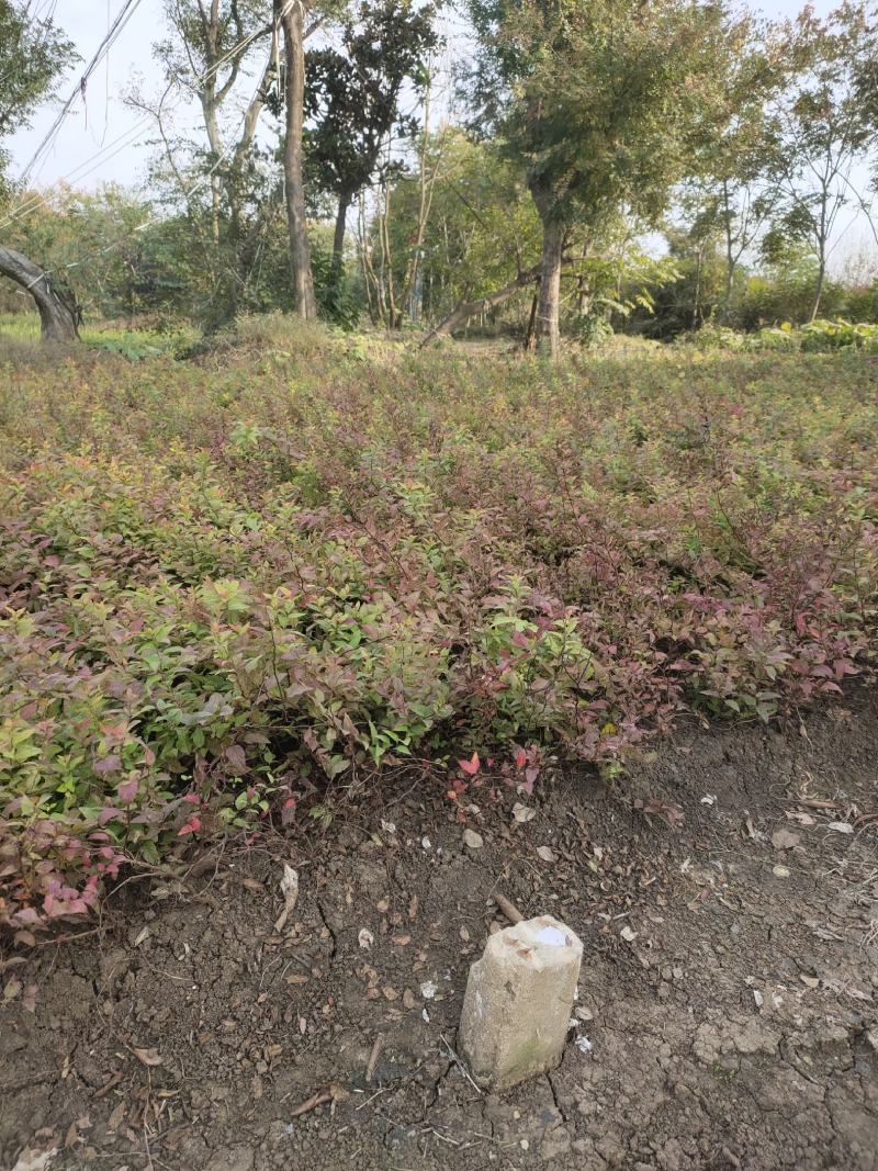 绣线菊，金山绣线菊，红花绣线菊，金焰绣线菊，麻叶绣线菊