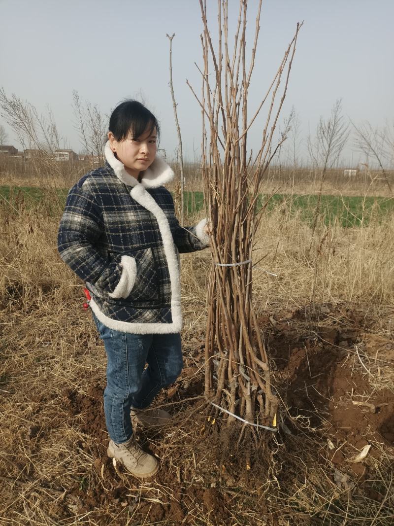 正宗阳丰脆柿苗当年挂果甜柿子3年苗以上保品质