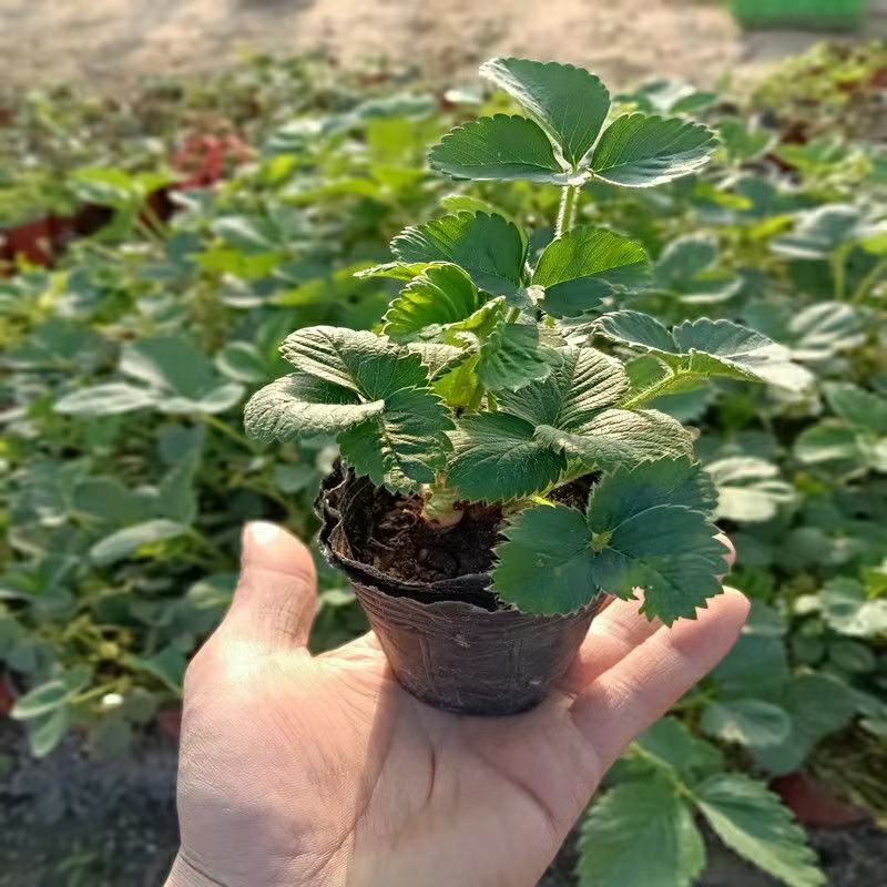 甜宝草莓苗，甜宝草莓苗，草莓苗，穴盘种苗，妙香三号
