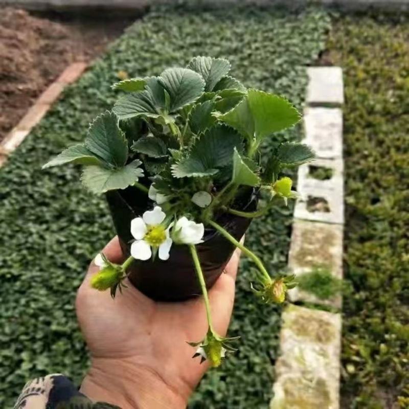 甜宝草莓苗，甜宝草莓苗，草莓苗，穴盘种苗，妙香三号