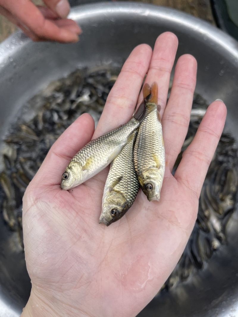 金背鲤鱼苗，场地直销，规格齐全，好养快大