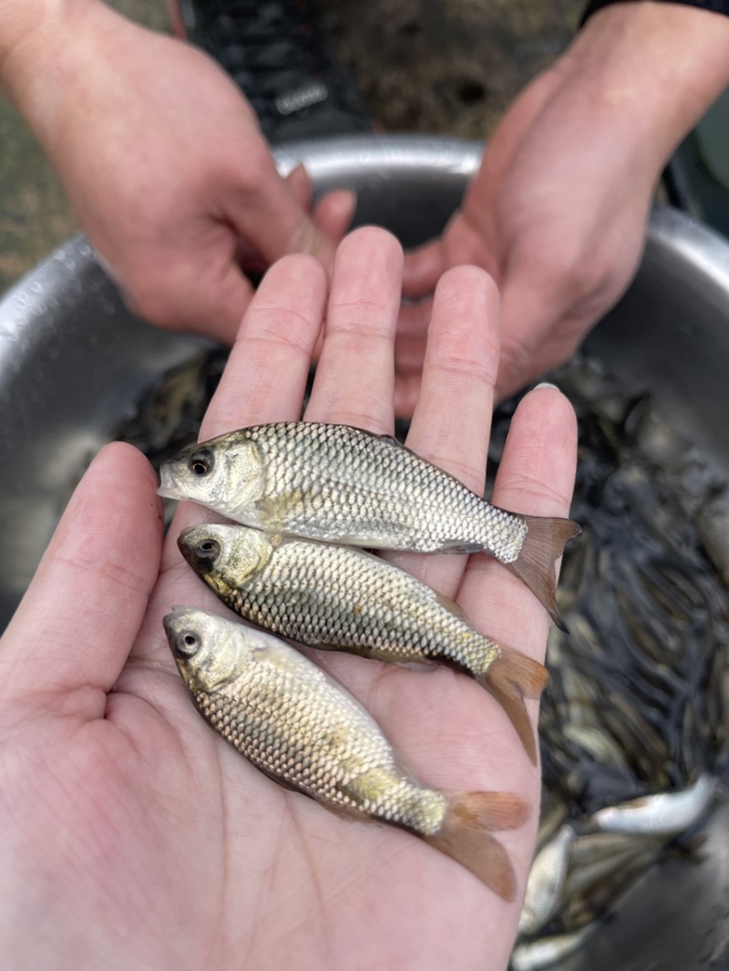 金背鲤鱼苗，场地直销，规格齐全，好养快大