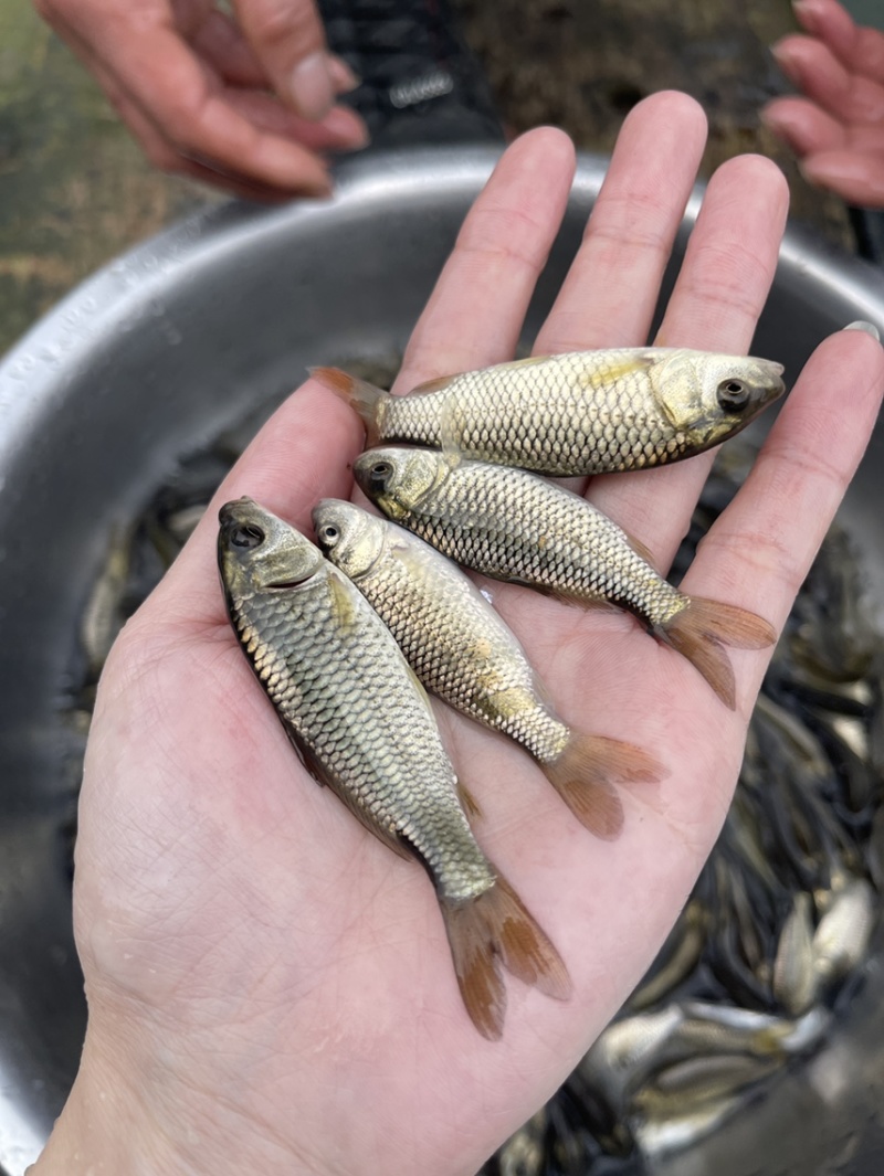 金背鲤鱼苗，场地直销，规格齐全，好养快大
