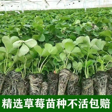 红颜草莓苗,甜宝草莓苗,穴盘草莓苗,奶油草莓苗,品质保障