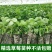 红颜草莓苗,甜宝草莓苗,穴盘草莓苗,奶油草莓苗,品质保障