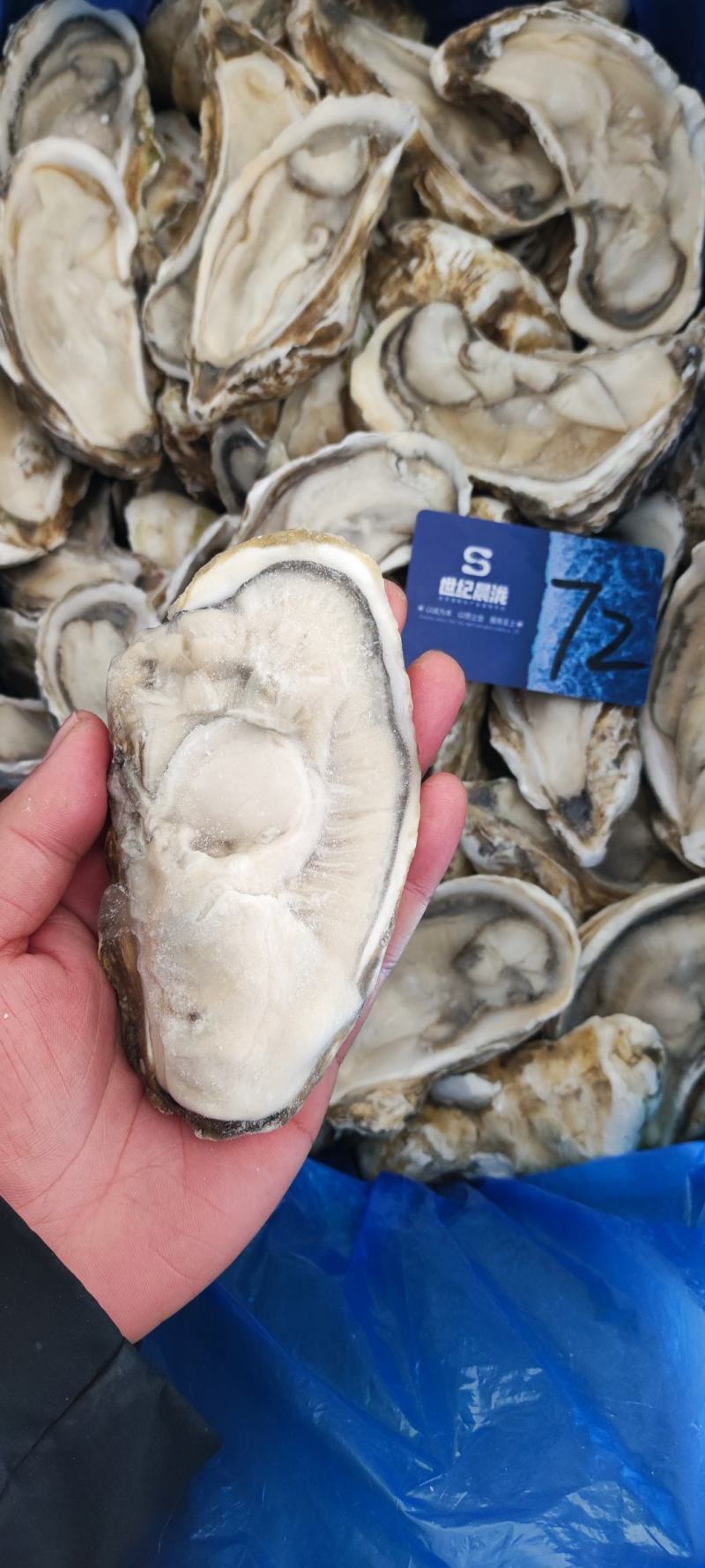 满肉乳山原浆生蚝96片72片无泡水无泡药原汁原味